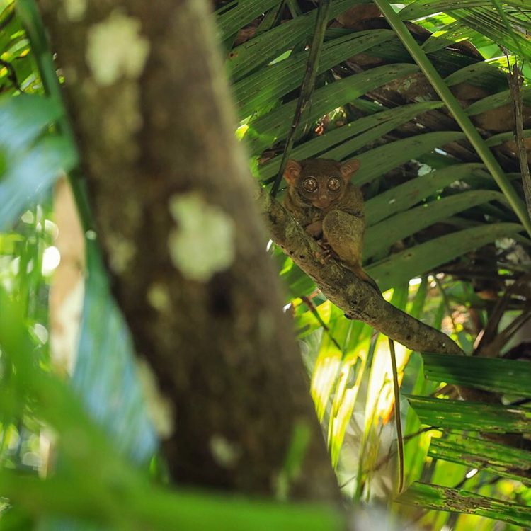 The Best Time to Visit Bohol 4